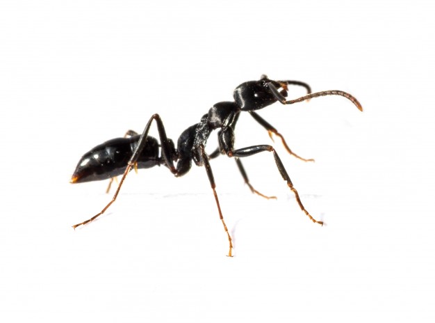 eliminar-hormigas-castellon