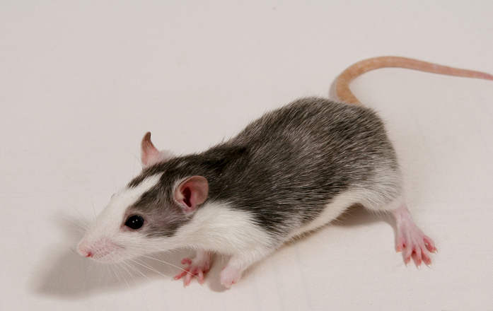 eliminar-ratas-ratones-castellon