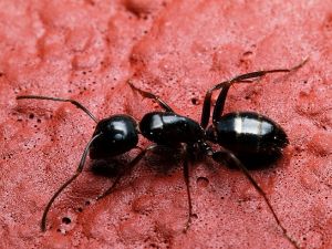 tratamiento-plagas-hormigas-castellon